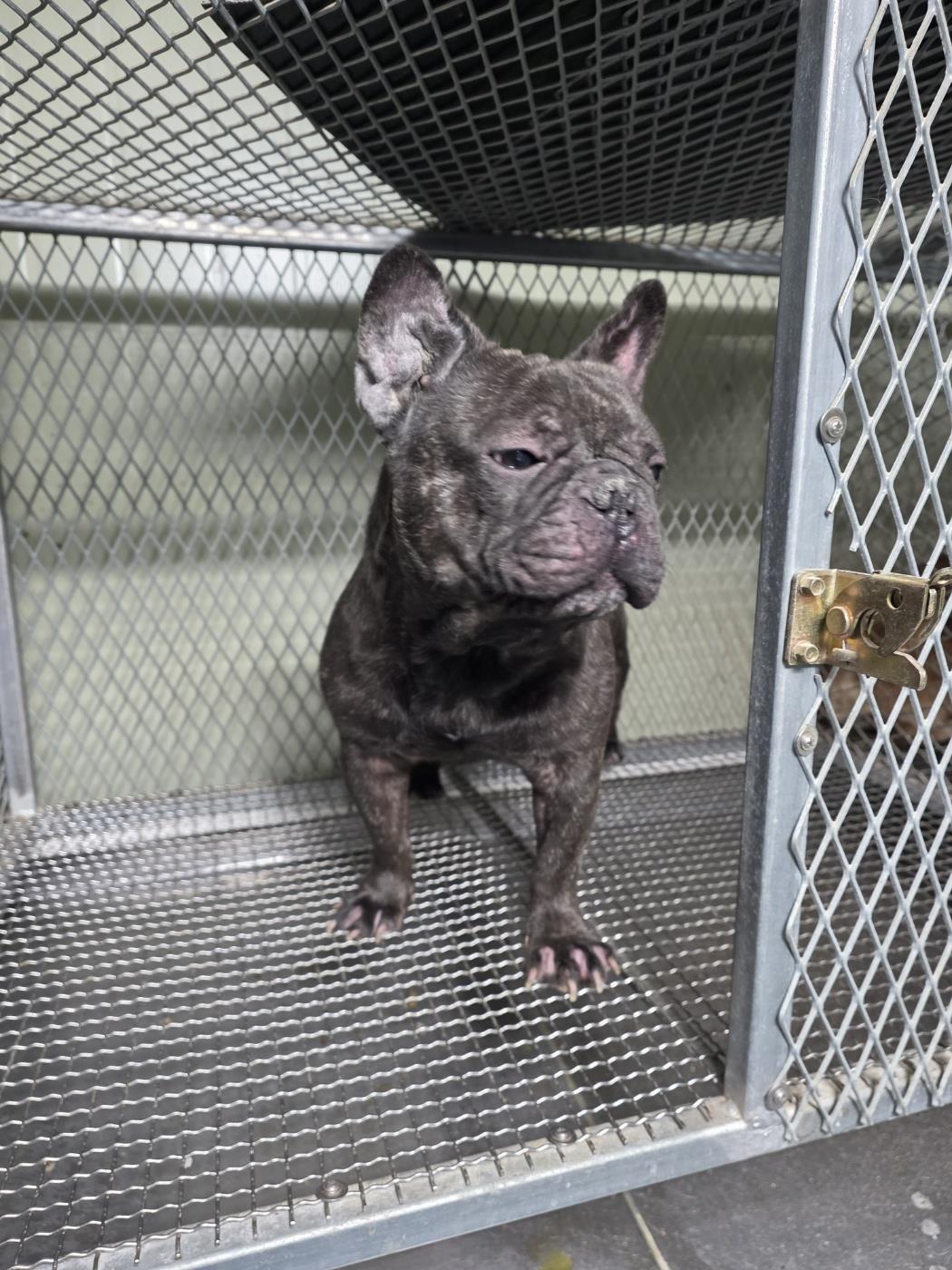 보호중 프렌치 불독…